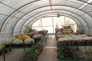 VIVERO
